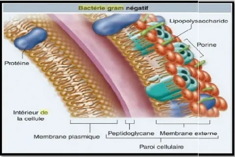 Figure 13:Structure de la paroi des bactérie à gram négatif