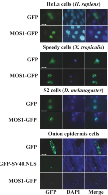 Figure 2. Localization of MOS1 in host cells. The GFP fluorescence patterns are analyzed in human HeLa cells, amphibian cells, insect cells, and onion epidermal cells transfected with plasmids expressing only GFP or a MOS1-FL GFP fusion