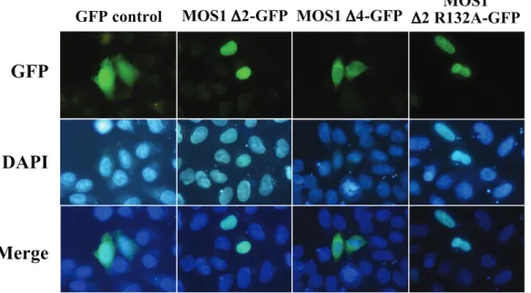 Figure 4. Comparisons of fluorescence patterns between MOS1 D2-GFP and two variants. The GFP fluorescence patterns are analyzed in HeLa cells transfected with plasmids expressing only GFP or MOS1 D2-GFP as controls, MOS1 D4-GFP or MOS1 D2 R132A-GFP variant