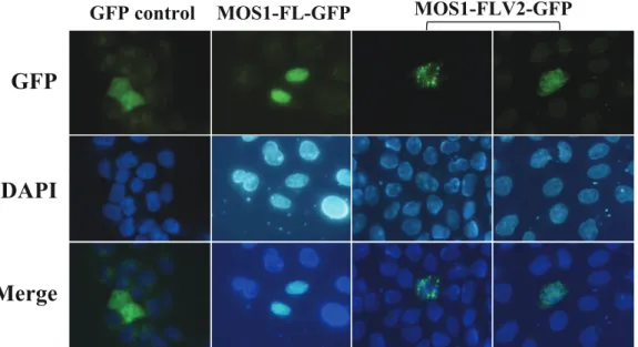 Figure 5. Localization of a highly expressed MOS1 in host cells. The GFP fluorescence patterns are analyzed in HeLa cells transfected with plasmids expressing only GFP or MOS1-FL GFP as controls, and MOS1-FLV2-GFP