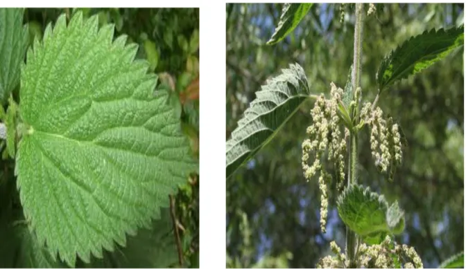 Figure 3 : La feuille d’Urtica dioica          Figure 4 : Les fleurs d’Urtica dioica  (Asgarpanah et al., 2012)                                           (Asgarpanah et al., 2012) 