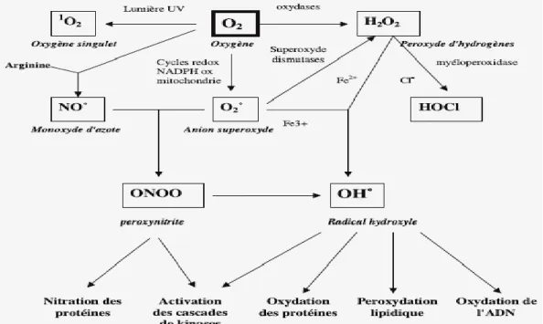 Fig. 8 : Origine des différentes espèces réactives de l’oxygène (Favier, 2003). 