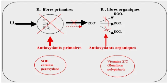 Fig. 9 : les systèmes de défense contre les radicaux libres. 