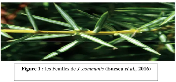 Figure 1 : les Feuilles de J .communis (Enescu et al., 2016) 