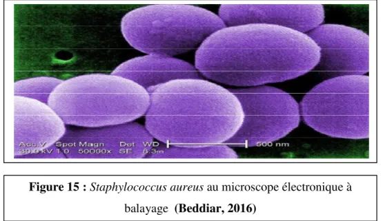 Figure 15 : Staphylococcus aureus au microscope électronique à  balayage  (Beddiar, 2016) 