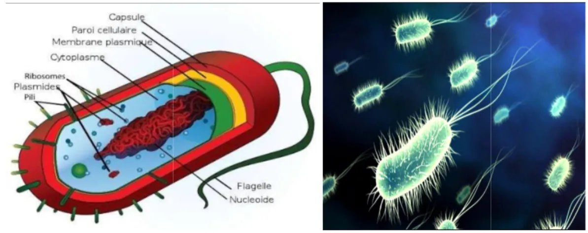 Figure 04 :Photo de la cellule bactérienne 
