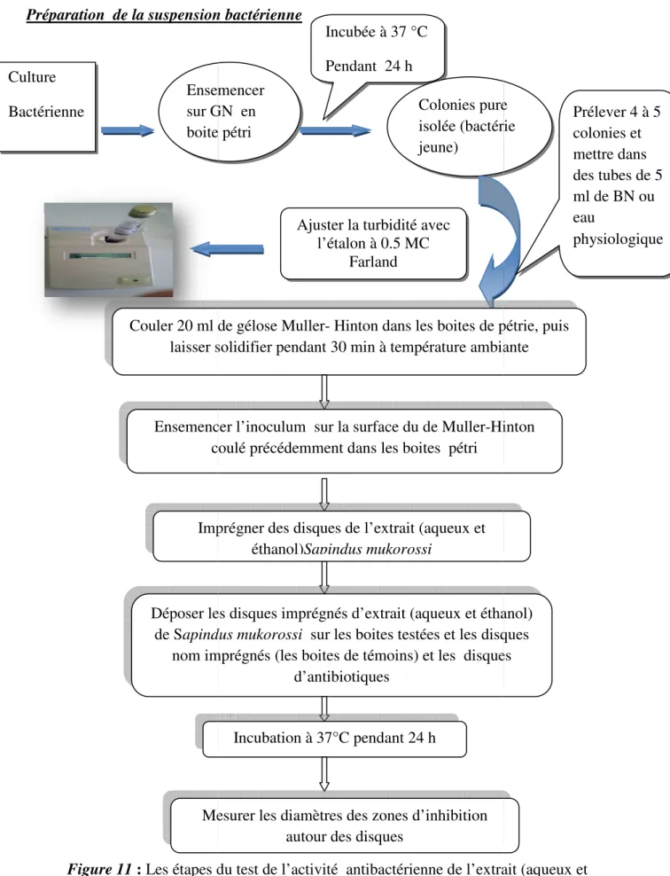 Figure 11 : Les étapes du