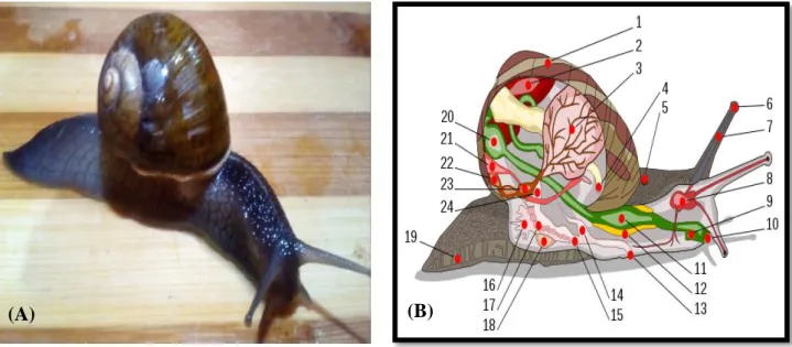 Figure n°04 : Ondes de contraction sur la face ventrale des pieds  d'escargots (Pol, 2001)