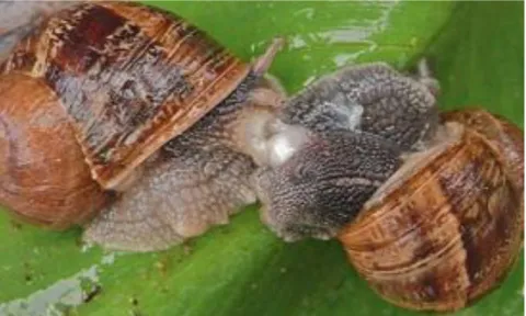 Figure n°05: L’accouplement de deux partenaires d’escargots  (Pol, 2006)