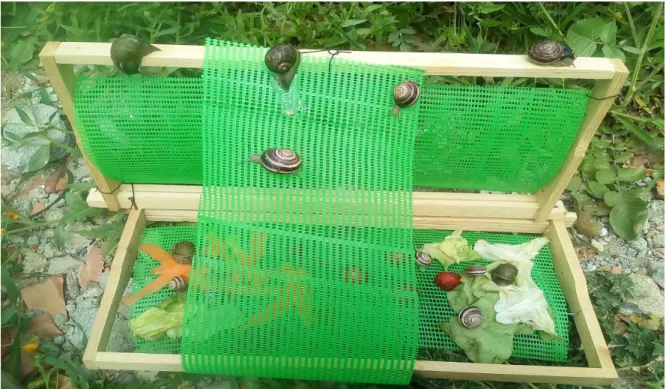 Figure n°14 :  Des escargots récoltés à l’aide d’un  piège attractif (Personnelle, 2017)