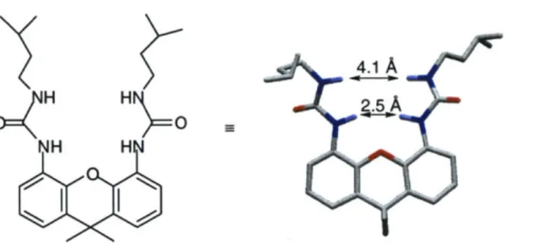 Figure  2.  A  polytube  rendering  of the x-ray  crystal structure  of a  xanthene  diurea.'  Note  the orientation  of the  ureas