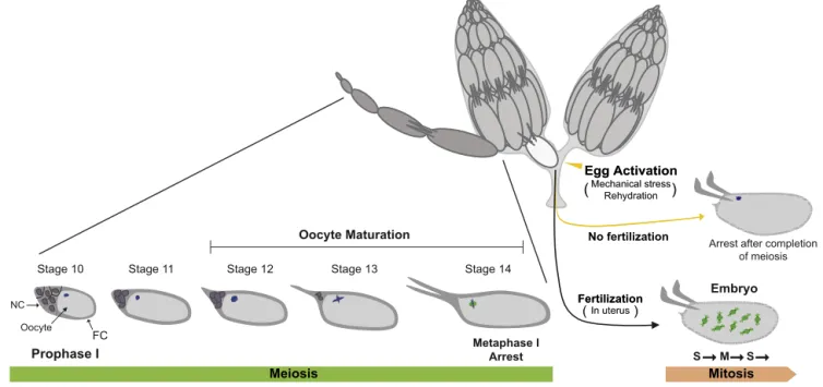 Fig. 1. Overview of Drosophila oogenesis and early development. Drosophila has two ovaries, each of which contains 20–30 ovarioles