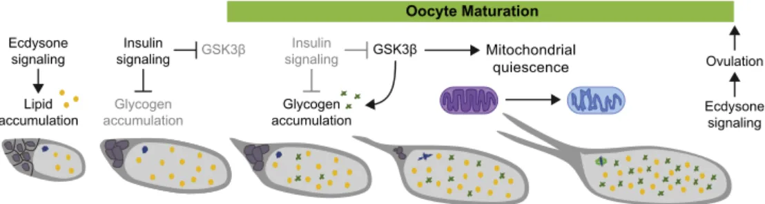 Fig. 3. Signaling events and metabolic changes during oocyte maturation. Lipids and carbohydrate stores that will serve as energy sources accumulate in a stepwise manner during late oogenesis