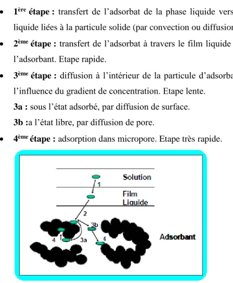 Figure 2: Etapes de transfert d’un soluté lors de son adsorption  II.4. Les facteurs influençant l’adsorption [30 ,31 a 32] 