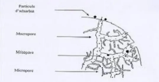 Figure 4 : texture de charbon actif [52]. 