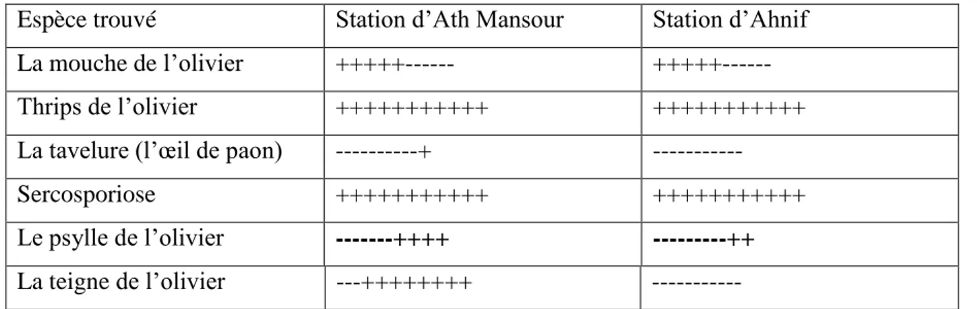 Tableau 10 : Espèces trouvées sur l’olivier durant la période d’échantillonnage.   