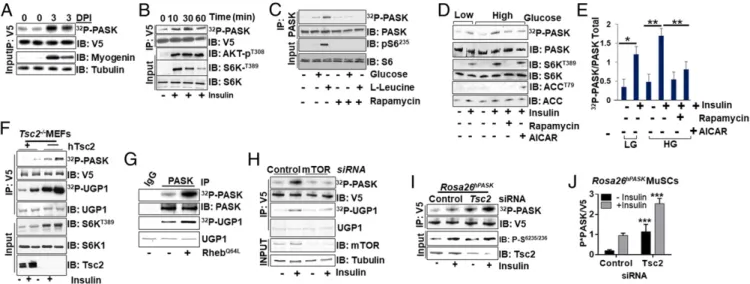 Fig. 1. Nutrient and insulin signaling activates PASK via mTORC1. (A) PASK is activated during skeletal muscle regeneration