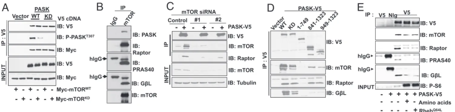 Fig. 3. PASK associates with mTORC1 in a nutrient-sensitive manner. (A) Vector control or WT or KD (K1028R) PASK was coexpressed with either Myc-tagged WT or D2357E (KD) mTOR in HEK293T cells