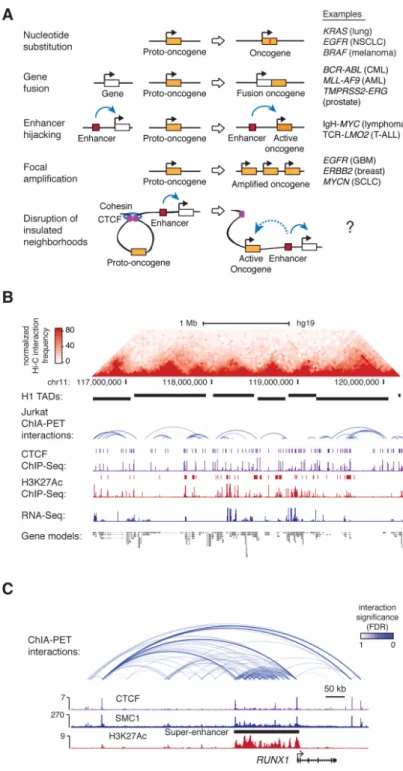 Fig. 1. 3D regulatory landscape of the T-ALL genome (A) Mechanisms activating proto-oncogenes.