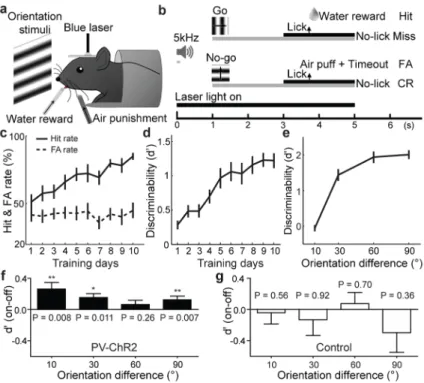 Figure 4. PV+ activation improves perceptual discrimination