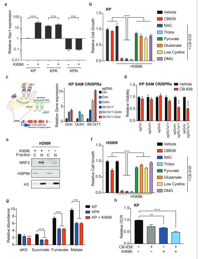 Figure 4. Nrf2 activation is sufficient to sensitize cells to glutaminase inhibition. (a) Quantitative real-time PCR of mRNA expression of Nqo1 in KP, KPK, and KPN (Nrf2 null) cells after pretreatment with 1 mM KI696 for 36 hr (n = 3, technical replicates)
