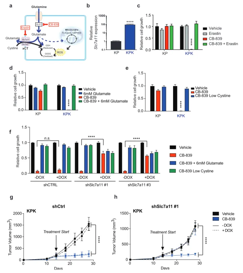 Figure 2. xCT/Slc7a11-dependent glutamate secretion in Keap1 mutant cells causes glutamine dependency