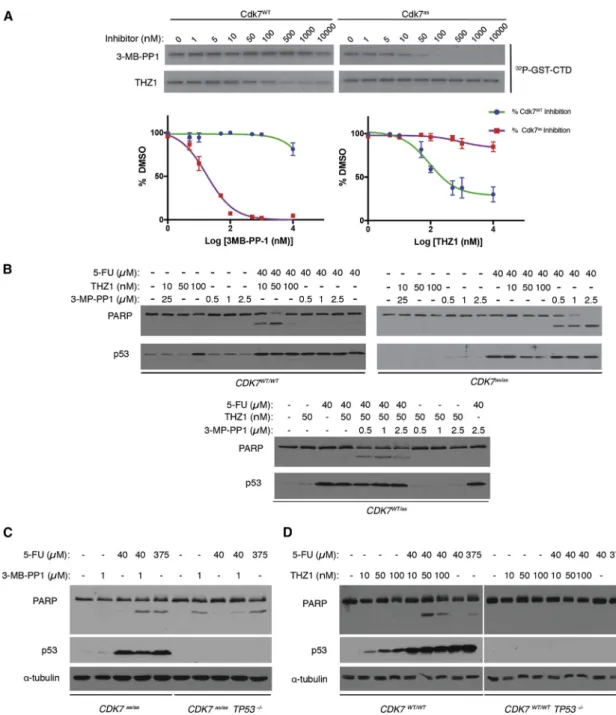 Figure 2. Synthetic Lethality of 5-FU and Cdk7 Inhibitors Is CDK7 Allele Specific and p53 Dependent