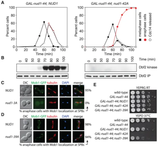 Fig. 1. Dbf2-Mob1 recruitment to SPBs and MEN activation requires Nud1 phosphorylation (A and B) Dbf2 kinase activity and cell cycle progression in GAL-nud1-44 NUD1 (A29878) and GAL-nud1-44 nud1-42A (A29881) cells