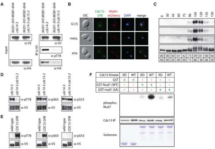 Fig. 2. Phosphorylation of Nud1 by Cdc15 in anaphase promotes Mob1 recruitment to SPBs (A) Nud1-3V5 was immunoprecipitated from anaphase-arrested A31602 and A31661 cells, and bound Mob1 (IPα-HA), Nud1 (IPα-V5), Nud1 phosphorylated at T78 (IPα-pT78), total 