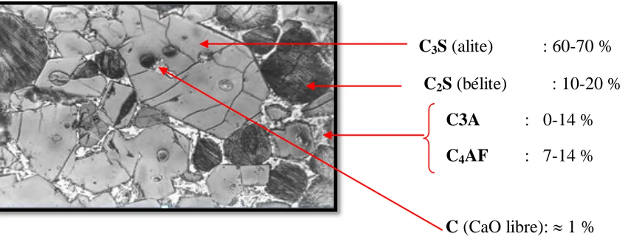 Tableau II.2. Compostions chimique du clinker du ciment portland ordinaire (Ciment gris)