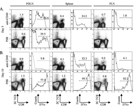 Figure 1. Effect of systemic anti-CD40 treatment on a tumor-reactive CD8 +  T cell response in TRP- TRP-SY mice