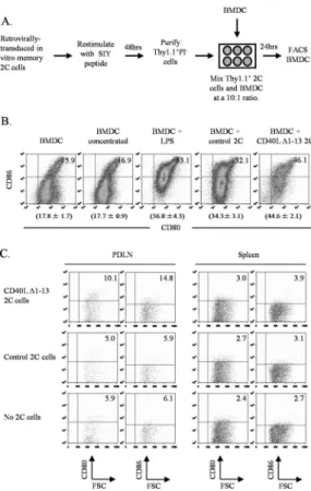 Figure 4. CD40L Δ1-13-expressing 2C cells simulate maturation of dendritic cells in vitro and in vivo