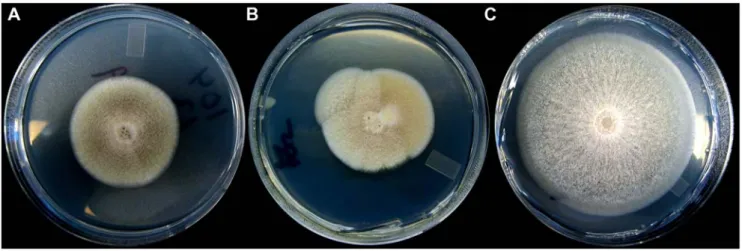 Figure 1. Five-day-old A. nidulans growing on solid medium. (A) Ancestral genotype used to initiate the experiment; (B) as in (A), but with at least two independent beneficial mutations that have arisen during a single cycle of growth; (C) an evolved linea