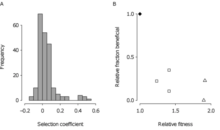 Figure 5. Mutations available to selection. (A) Distribution of selection coefficients among 210 isolates, each sampled from a predetermined position of a 5-d-old colony of the genotype used to found the selection experiment
