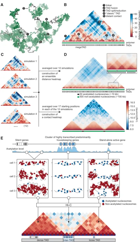 Figure 6. Computer simulation of a linear polymer that folds into a set of TADs supports a key role of hyperacetylated chromatin in separation of TADs