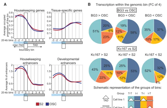 Figure 4. Distribution of housekeeping genes, intensity of transcription, and the presence of active chromatin, as related to TAD profiles