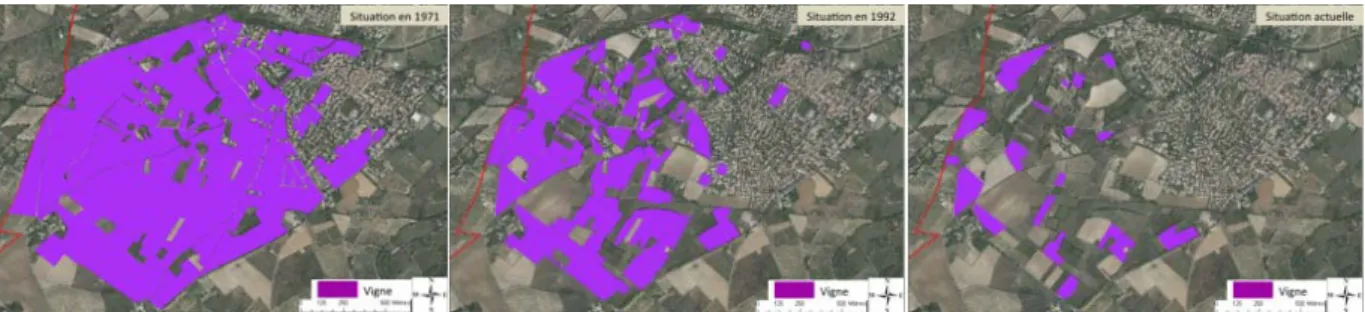 Figure 6 : Evolution des parcelles en vigne sur la frange ouest du village de Fabrègues entre 1971 et 2008  (réalisation C.Delay (2008), à partir de relevés photographiques de l’IFN et observations in situ) 