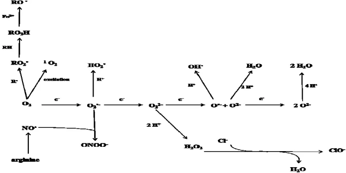 Figure 02 : Réactions de base intervenant la synthèse et de la dégradation des EOR et des EAR     adapté de [Smirnoff, 2005] 