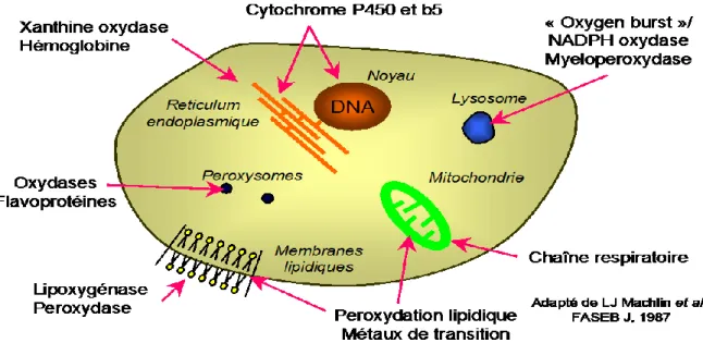 Figure 03 : Sites de production intracellulaire des ERO adapté de (LJ Machlinetal., 1987)  La  NAD(P)H  oxydase  est  une  enzyme  membranaire  qui  catalyse  la  réduction  de  l’oxygène selon:  