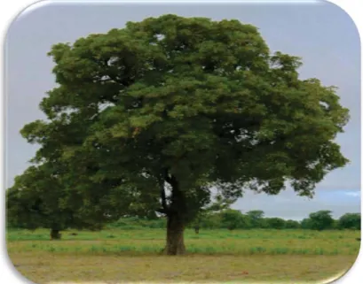 Figure 01 : Un arbre de P. americana (Traore, 2014). 