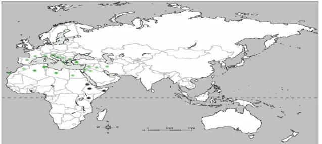 Figure 1: Carte de distribution du lentisque (Pistacia lentiscus) dans le monde. Noir= 