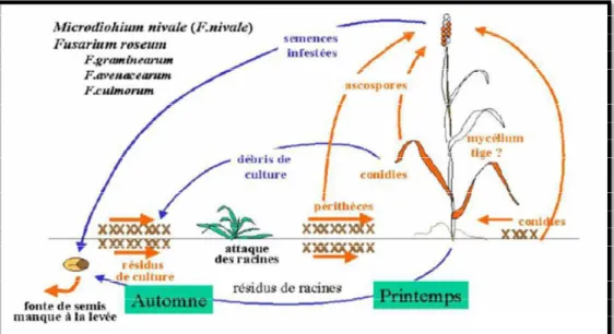 Figure 5 : Cycle parasitaire des fusarioses des céréales (ANONYME, 2016)     I.3.5. Moyens de lutte 