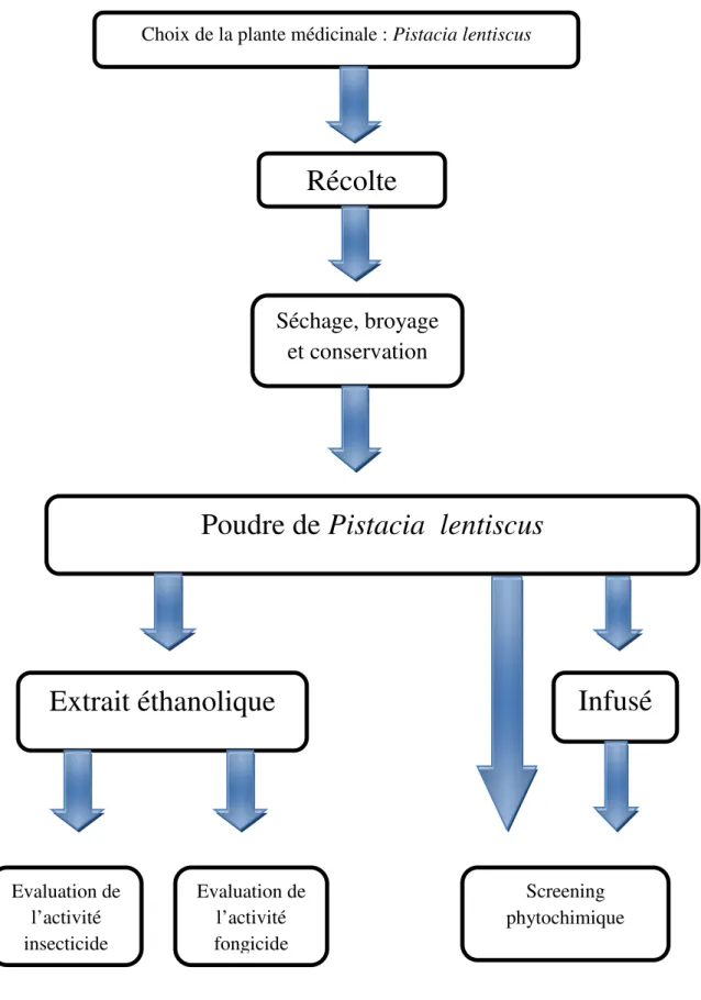 Figure 10 : Schéma résumant les différentes étapes du travail expérimental Choix de la plante médicinale : Pistacia lentiscus 