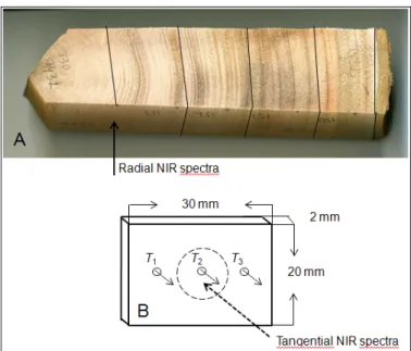 Figure 1 - Sampling protocol. Radial strips (A) cut from discs; tangential sections for X-ray  diffraction measurement (B)