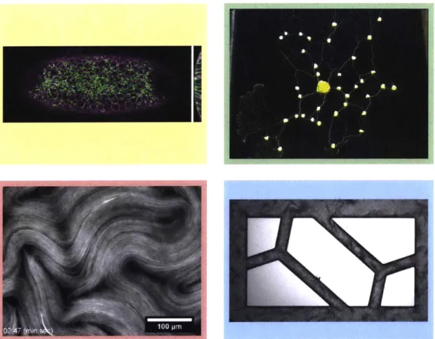 Figure  1-1:  Active  driving interacts  with networks  in diverse biological  systems