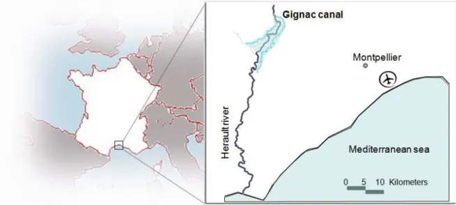 Figure 6: Location of the Gignac canal in southern France. The canal takes water from the Hérault river to feed two branches that irrigate a total area of 3000 hectare, where vineyards are located.