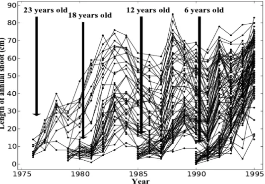 Figure 1: Four sub-samples of Corsican pines: Length of successive annual shoots along tree trunks.