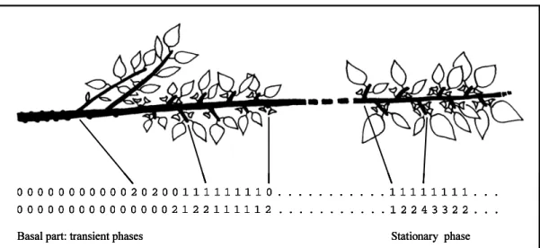 Fig. 5. Growth unit of cultivar ‘Lambertin’ where the nature of the axillary production and the number of associated flowers were recorded for each successive