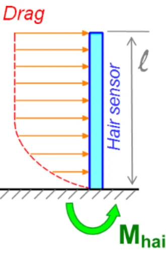 Figure 2-2: Diagram of hair sensor model, showing equilibrium of torques about the base of the hair.