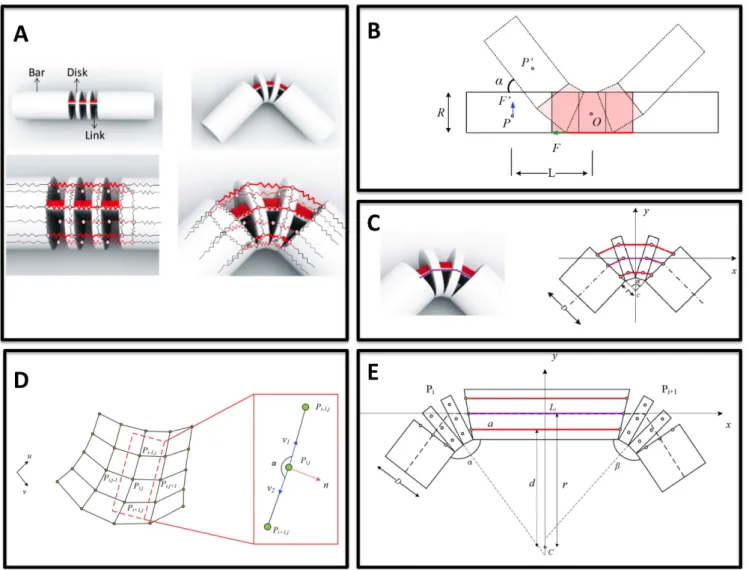 Figure 3 | (A) Renderings of an initial joint and its folding (upper row), with their corresponding spring-mass systems shown in the lower row